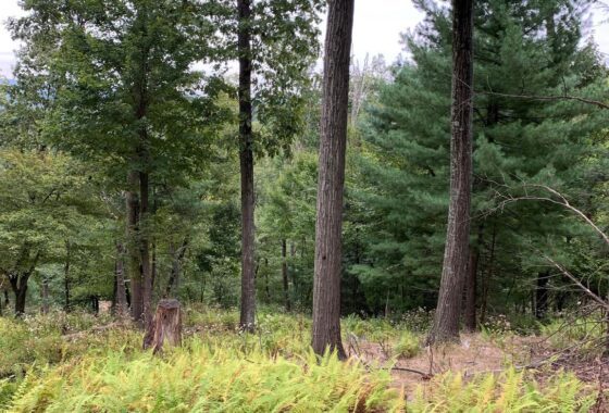 PAAD2008794 Lot 4 5 Newman