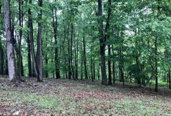 PAAD2017762 12 Dora Trail